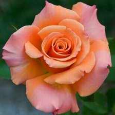 Схема вышивки «Роза»