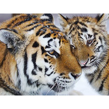 Схема вышивки «дикие»