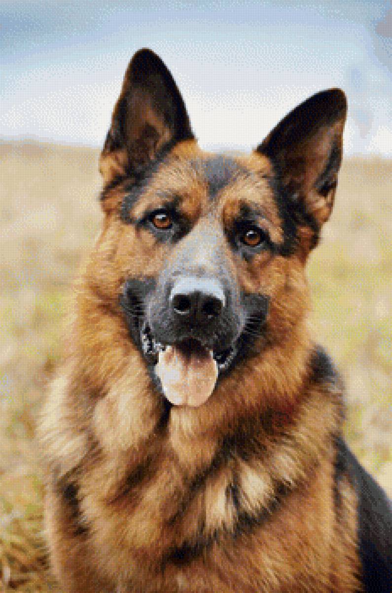 Овчарка - предпросмотр