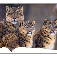 Схема вышивки «дикие»