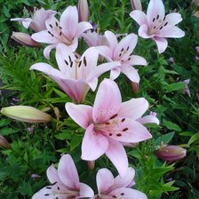 Схема вышивки «Лилии»