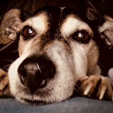 Схема вышивки «Собака»