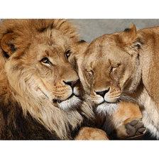 Схема вышивки «дикие»