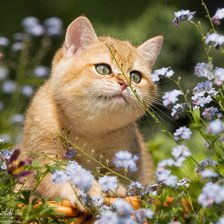 Схема вышивки «Интерес»