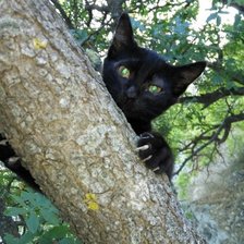 Схема вышивки «Чёрный кот»