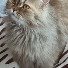 Схема вышивки «кошка Люся»