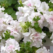 Схема вышивки «Цветы»