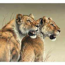 Схема вышивки «Львицы.»