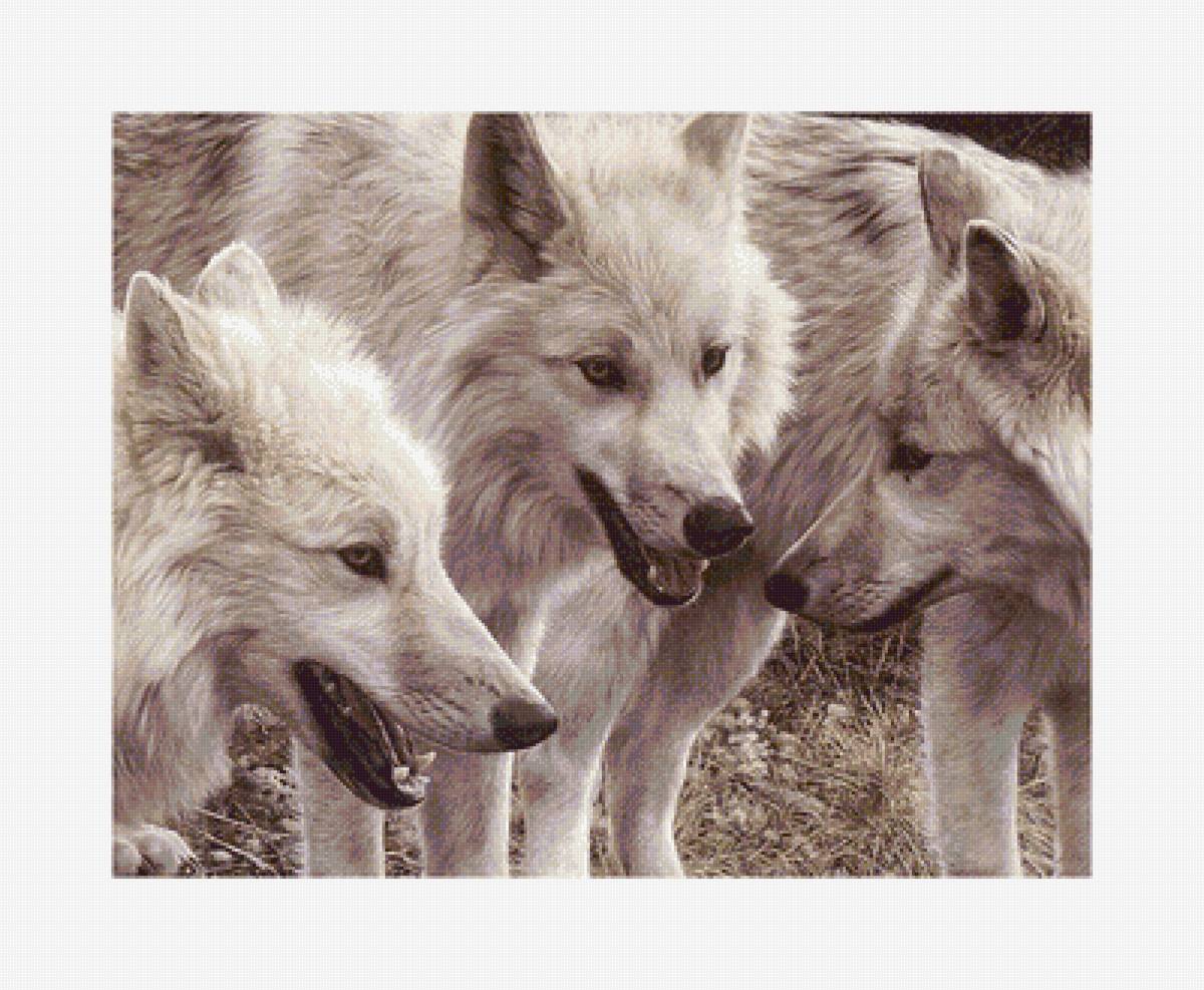 дикие - предпросмотр