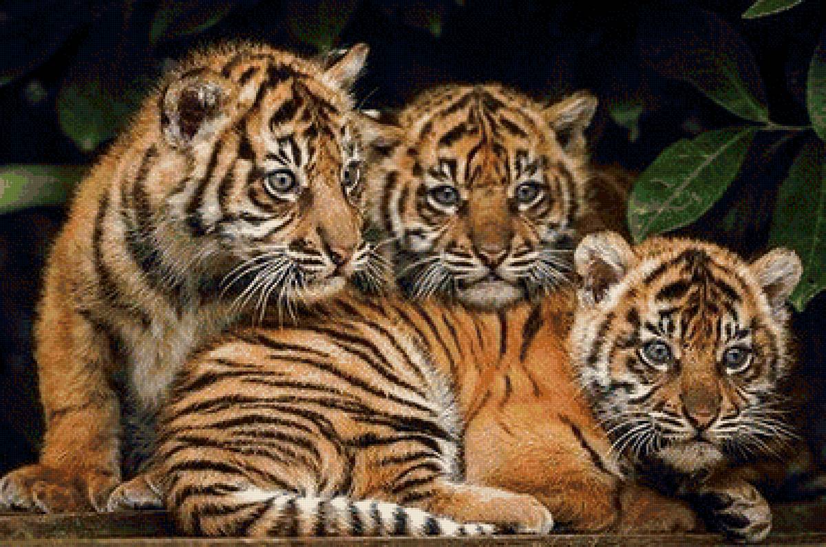 дикие - предпросмотр