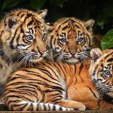 Схема вышивки «дикие»