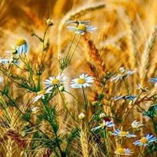 Схема вышивки «ромашки в поле»