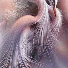 Схема вышивки «Ptaki»