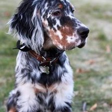 Схема вышивки «Сеттер»