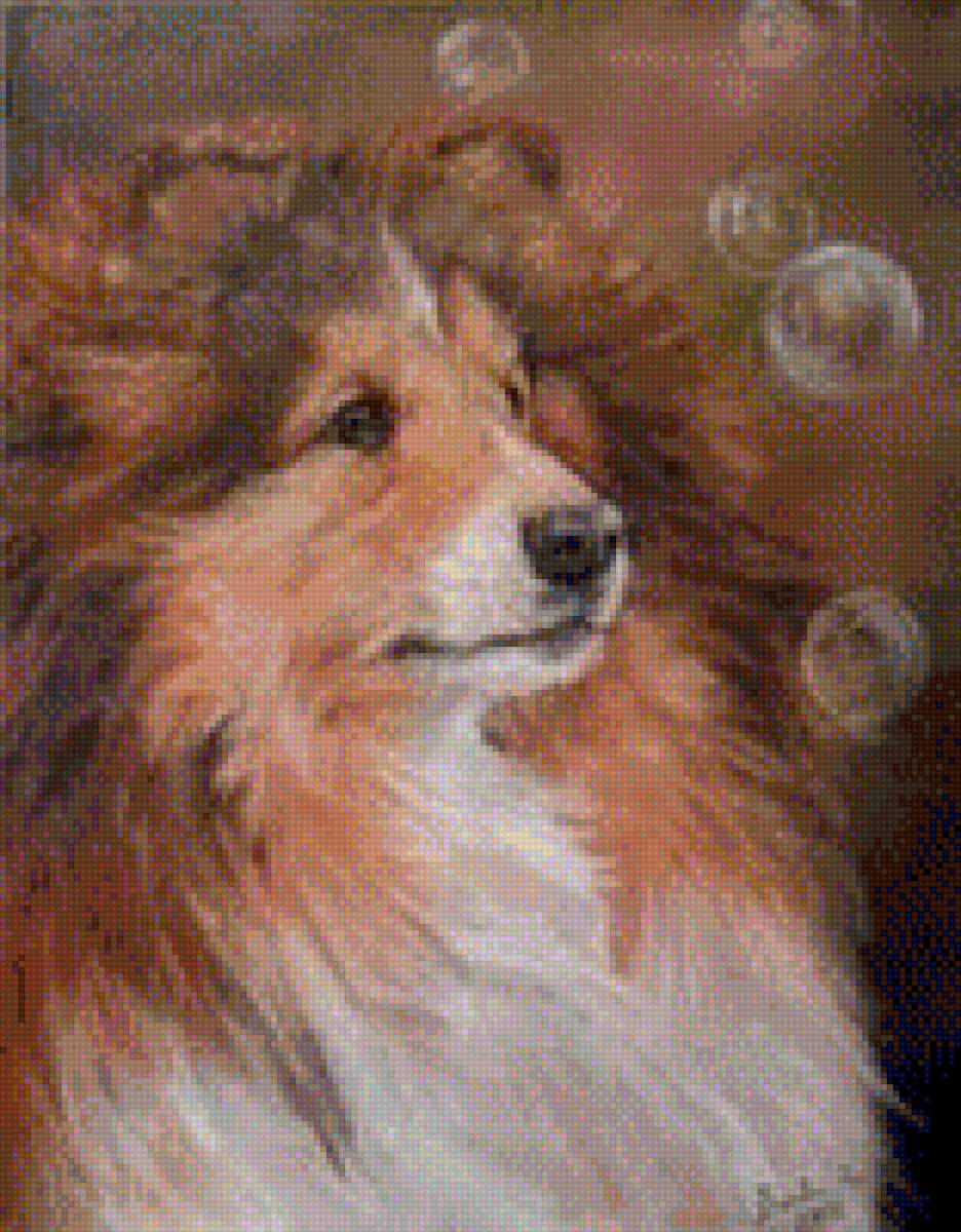 Колли - собака, колли, порода, домашние любимцы - предпросмотр