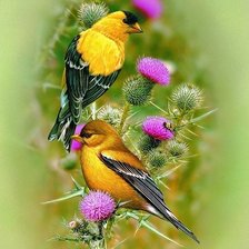 Схема вышивки «птицы»