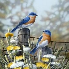 Схема вышивки «птицы»