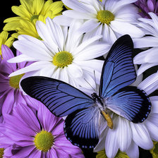 Схема вышивки «№2058177»