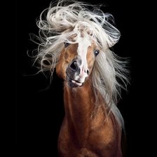 Схема вышивки «Лошадь»