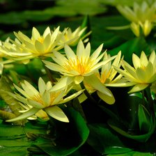 Схема вышивки «№2058655»