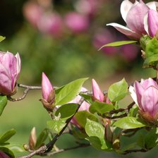 Схема вышивки «Магнолия розовая.»
