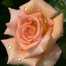 Схема вышивки «цветы»