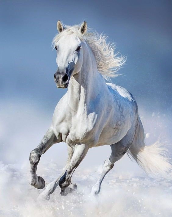 лошадь - оригинал