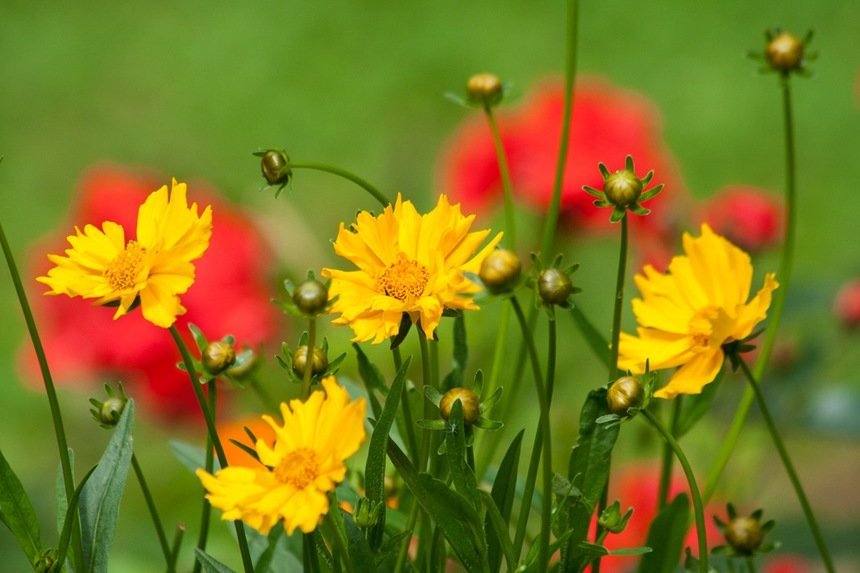 Цветы желтые. - цветы желтые. - оригинал