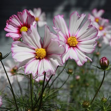 Схема вышивки «Космея розовая.»