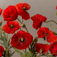 Схема вышивки «МАки.»