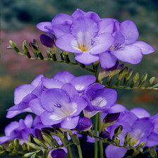 Левкои сиреневый