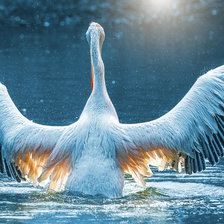 Красивая птица.