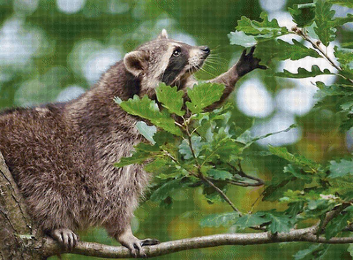 Енот - мир животных - предпросмотр