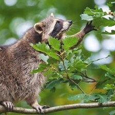 Схема вышивки «Енот»