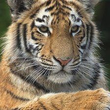 Схема вышивки «Тигр»