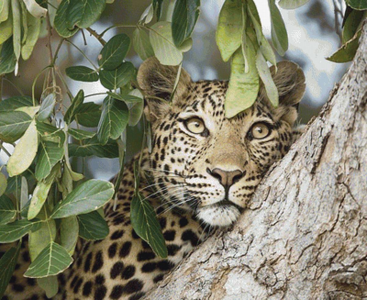 Лео - мир животных - предпросмотр