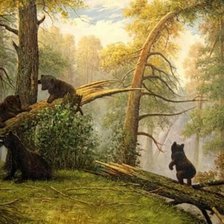 утро в сосновом лесу