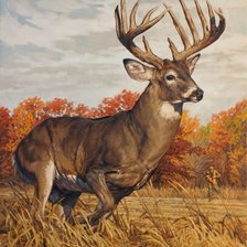 Схема вышивки «дикие»