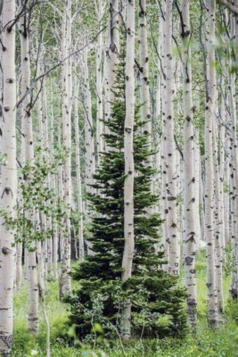 природа - ель, березы, лес - предпросмотр