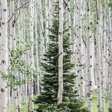 Схема вышивки «природа»