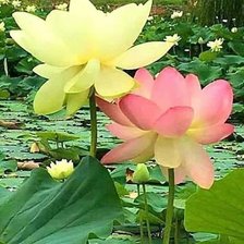 Схема вышивки «природа»