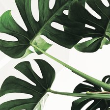 Схема вышивки «лист монстеры»