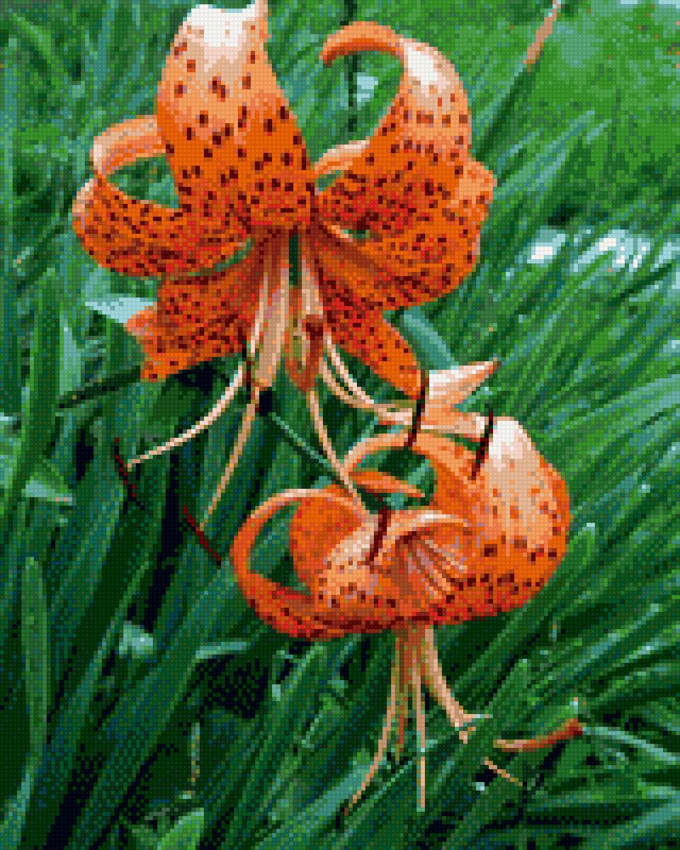 Лилия тигровая. - цветы.лилия. - предпросмотр