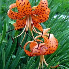 Лилия тигровая.