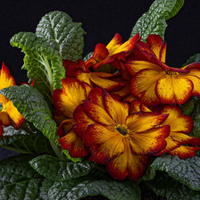 Схема вышивки «Цветы примула.»