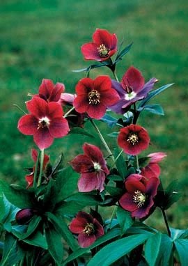 Морозник красный. - цветы. - оригинал