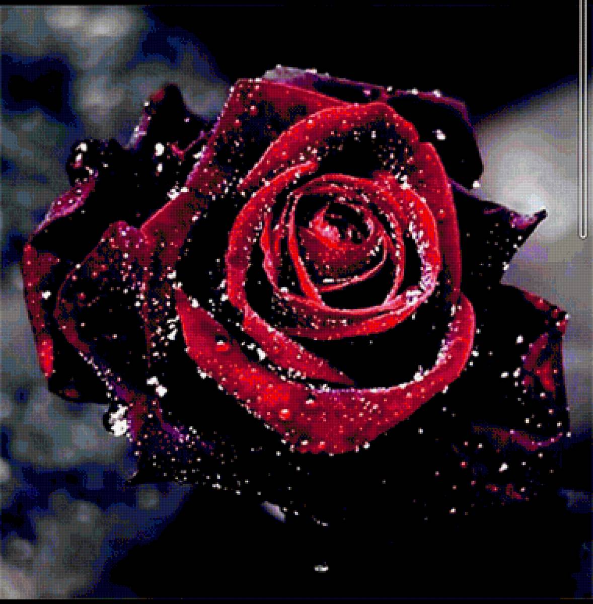 Ночная Роза - цветы, роза, ночь - предпросмотр