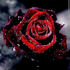 Ночная Роза