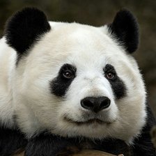 Панда