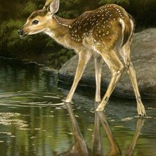 Схема вышивки «дикие»